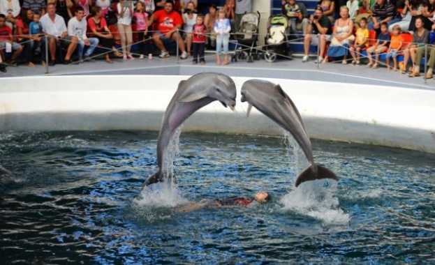 Бебе делфинче почина в делфинариума във Варна. Малкото било родено