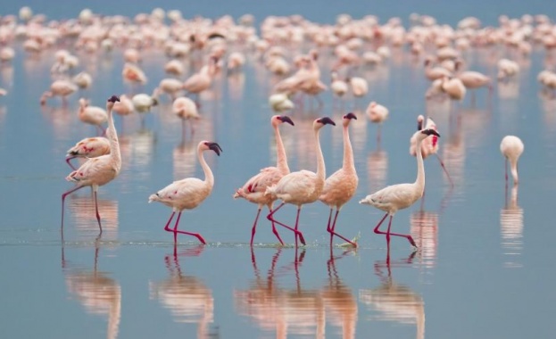 Изобилие от розово фламинго на Атанасовското езеро край Бургас. Птиците