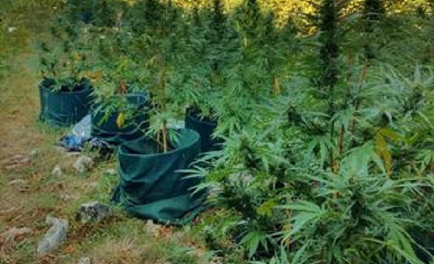 При проведена на 23 август специализирана полицейска операция на служители