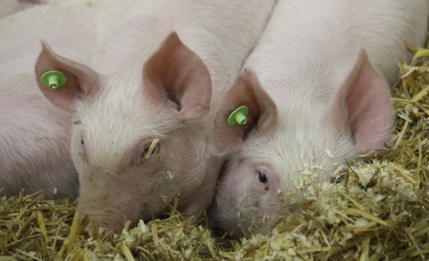 Започва изплащането на еднократна помощ от 300 лева на стопанство