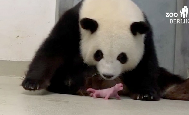 Берлинският зоопарк съобщи че обитателката му пандата Менг Менг е