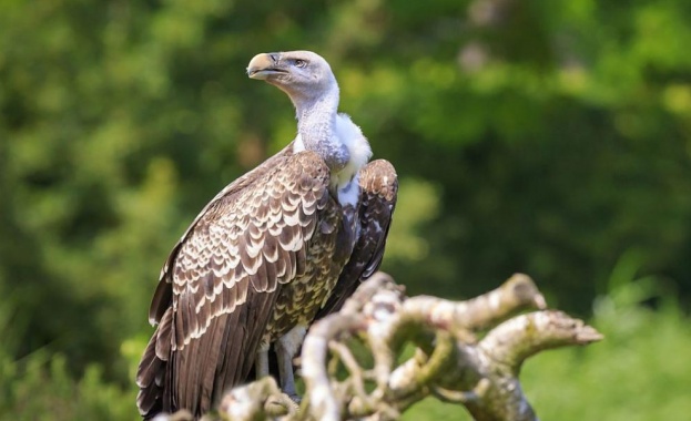 За сериозен екологичен проблем в района на Своге алармират природозащитници