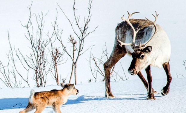 Биографиите ни е мотото на Седмица на скандинавското кино 2019