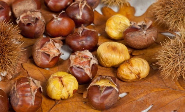 15 от кестените са буквално на крачка от изчезване Тези