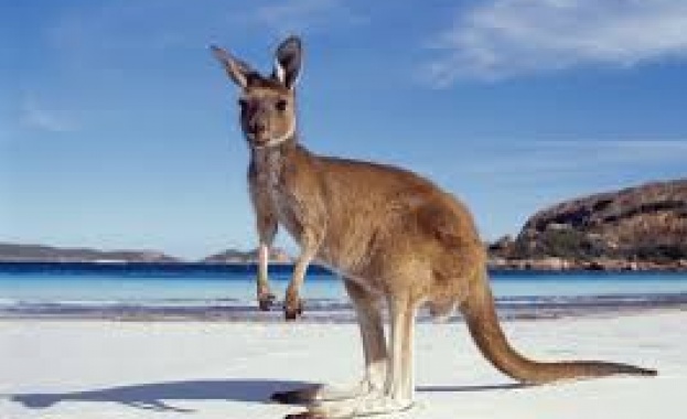 Изчезнал вид кенгура от ледниковия период в Австралия са изглеждали