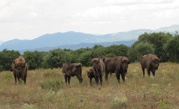 Зубърът отдавна изчезнал вид в древността е широко разпространен