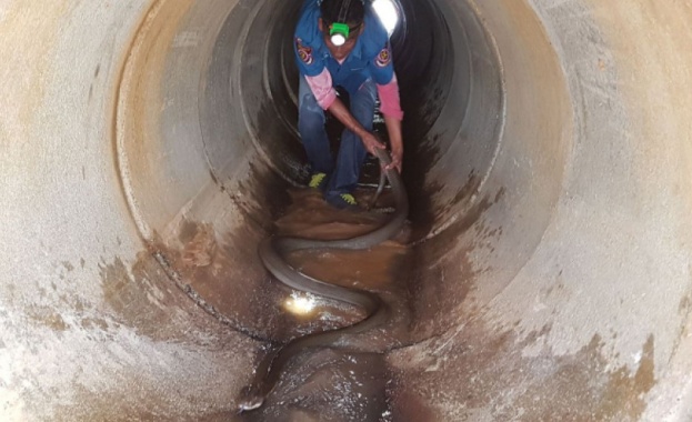 Агресивна 4 метрова кралска кобра бе извадена от канализационен канал в