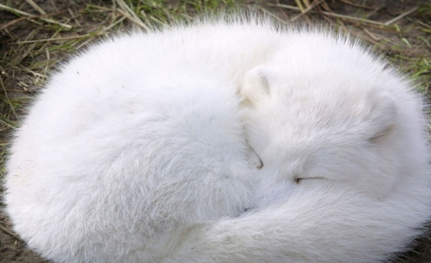 Полярна лисица измина 3500 км за 76 дни и прекоси