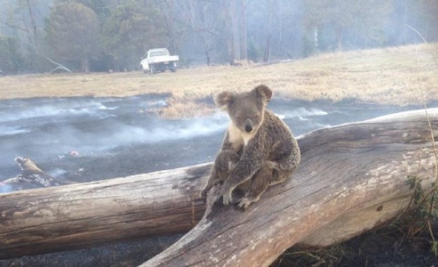 Стотици коали са застрашени да изгорят в разрастващ се пожар