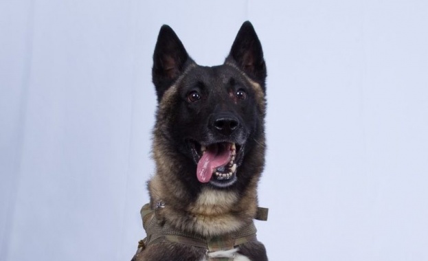 Цената на кучетата от породата белгийска овчарка малиноа скочи главоломно