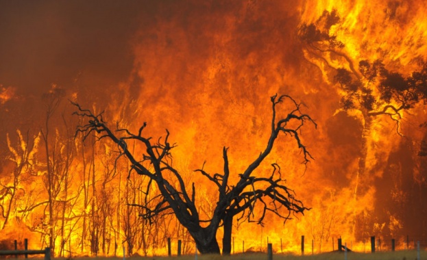 Два австралийски щата обявиха извънредно положение заради пожари, които доведоха