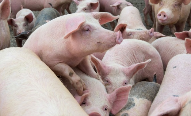 Инспектори от Областна дирекция по безопасност на храните Бургас умъртвиха