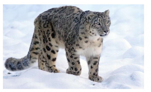 Екземпляр от рядко срещаната порода снежен леопард беше заснет с