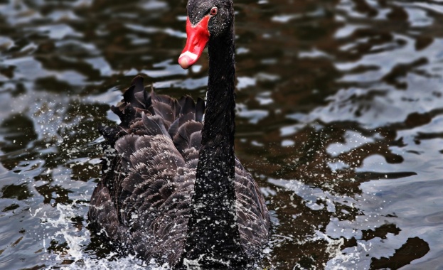 Куче от породата голдън ритривър е било нападнато и почти
