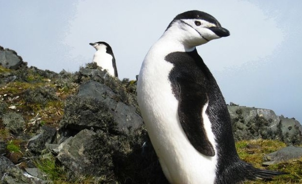Двойка хомосексуални пингвини е откраднала яйцето на свои хетерексуални съжители