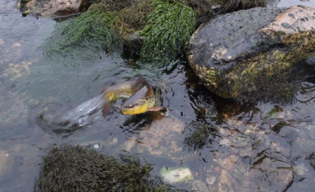 Нивото на водата в река Въча значително е намаляло и