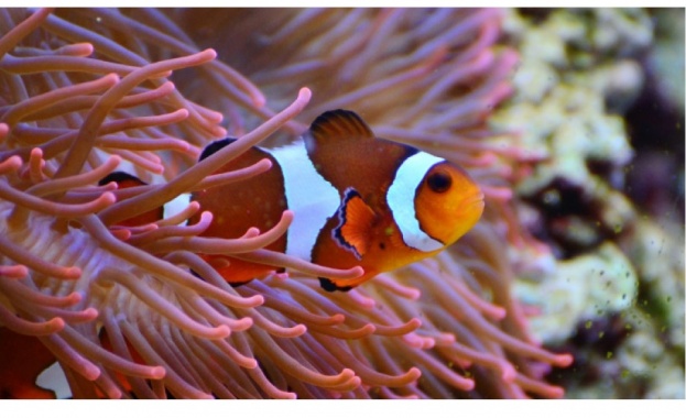 Една от най ефектните изложби която може да се види в