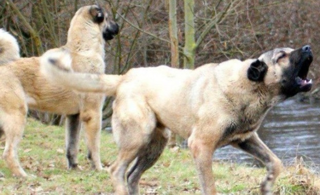 Домашни кангали убиха и оглозгаха до кости ловджийски кучета край