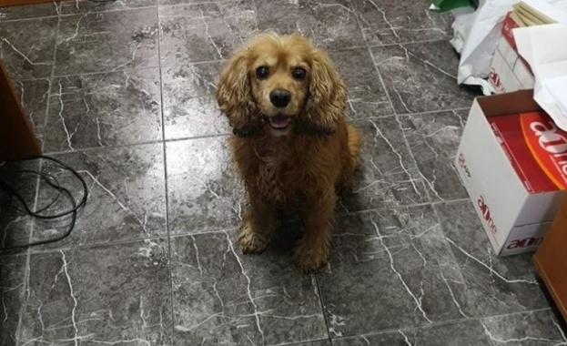 Кокер Шпаньол се загуби в градския транспорт в Пловдив Кученцето