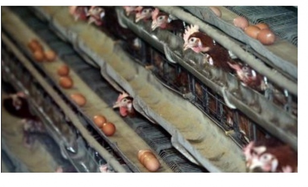 Огнище на нюкасълска болест по птиците избухна в румънския окръг