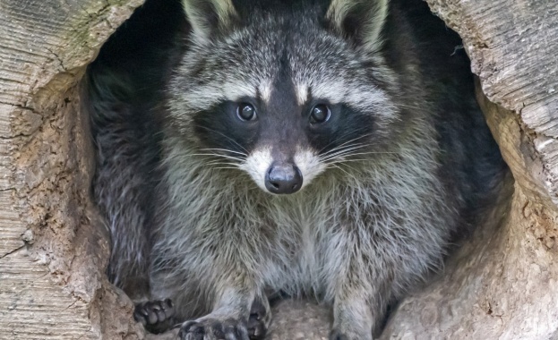 Енот примамен от празничната атмосфера на германски панаир беше забелязан
