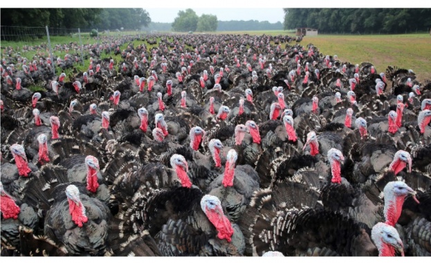 Още две огнища на птичи грип са установени в Полша