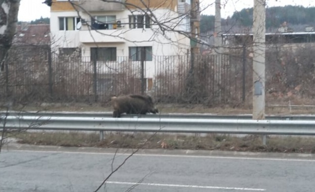 Диво прасе се е появило около обед в централната градска
