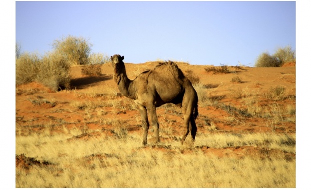 Снайперисти отстреляха от хеликоптери над 5000 диви едногърби камили в