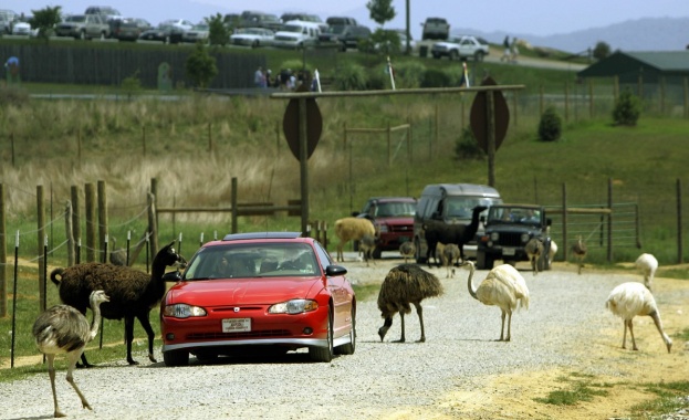Птици ему окупираха малкия австралийски град Нанап в западната част