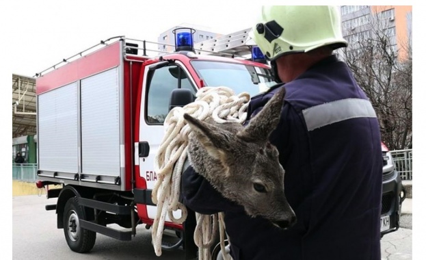 Пожарникари спасиха сърничка като я извадиха от ледените води на