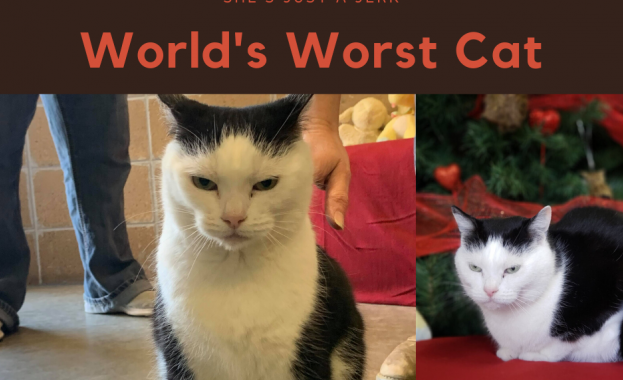 Приют за котки в щата Северна Каролина разпространи искрена обява