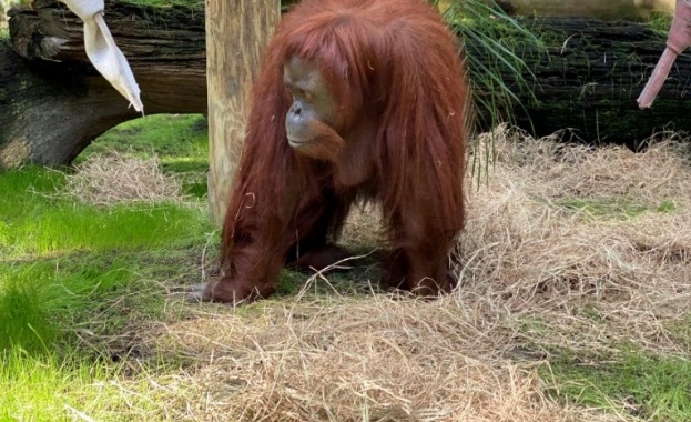 В гориста местност във Флорида е изграден уникален резерват