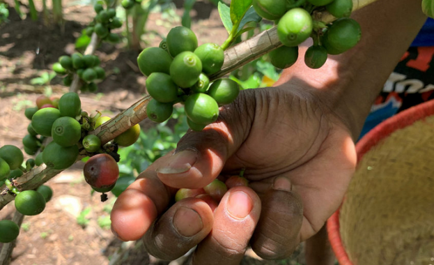 В богатата на вулканични почви провинция Итаси в Централен Мадагаскар