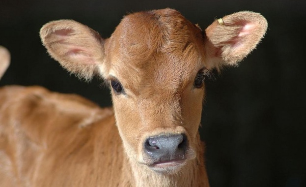 Симпатично теленце осиновено от австралийско семейство което развъжда немски овчарки