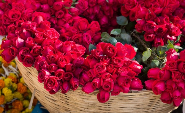 Турските производители са изнесли 60 милиона рози в 50 страни