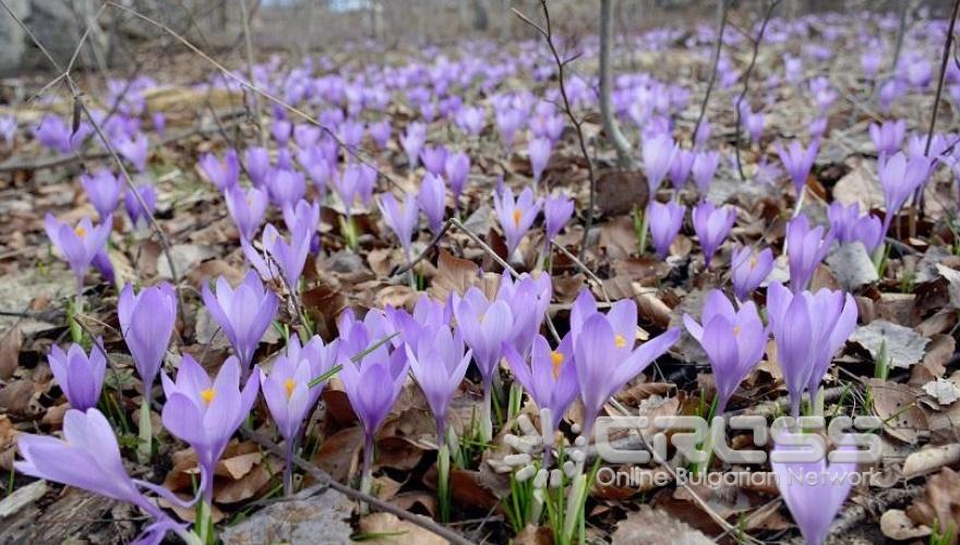 Пролетта е тук!