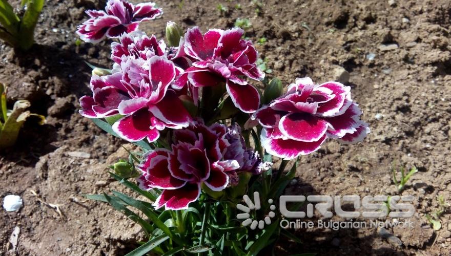 Пролетта е тук!