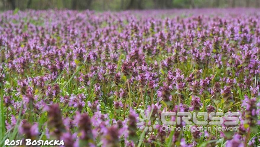 Пролетта е тук!