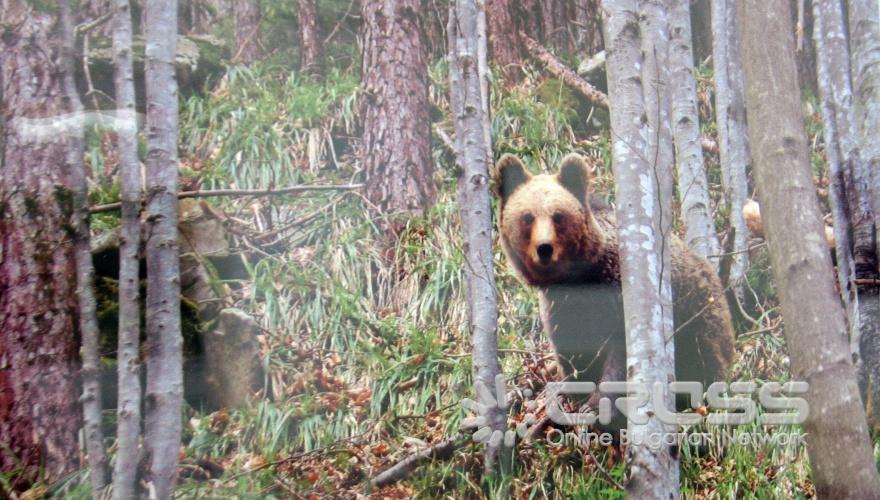 Днес,15 юли, в галерия "Академия" на Националната художествена академия беше открита фотографската изложба "Биоразнообразието. Всички ние сме част от него" 