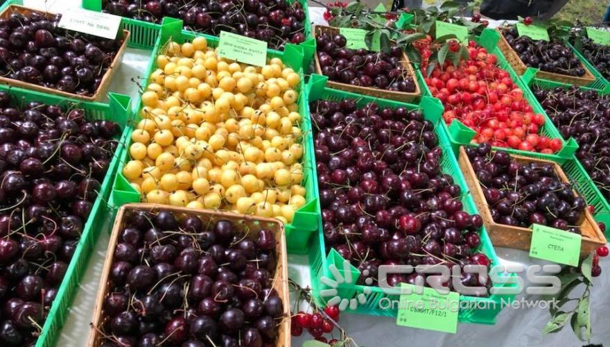 Празник на черешата в Кюстендил