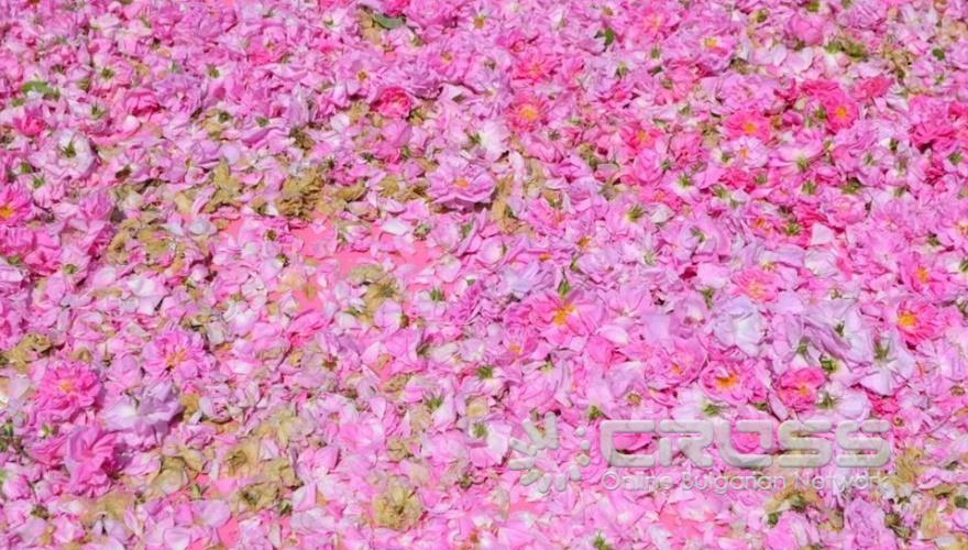 Facebook: Община Казанлък