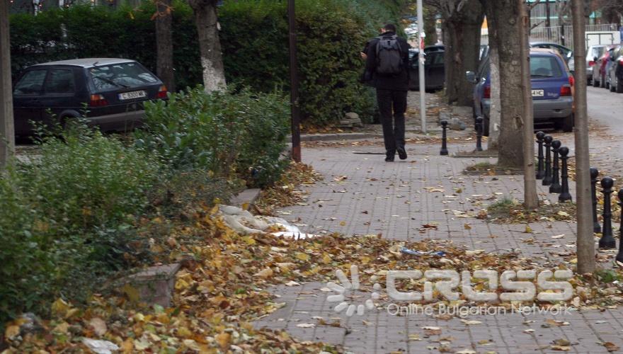 Силен вятър,есенни листа