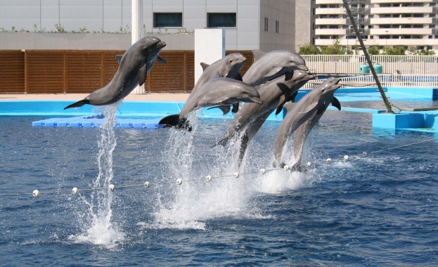 Депутатският лобизъм не пожали и животните от варненския делфинариум