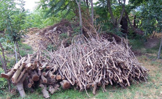 Рязко са се увеличили случаите на незаконна сеч преди отоплителния сезон 