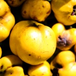 Дюлите - недооценени, но много полезни