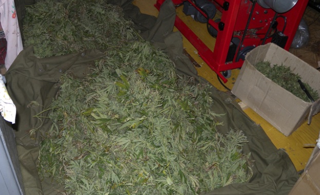 Иззеха над половин килограм марихуана в кърджалийско село