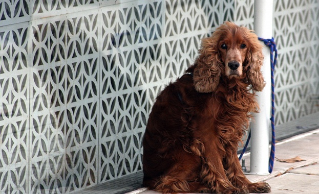 В Лос Анджелис позволяват на кучетата да лаят 10 минути