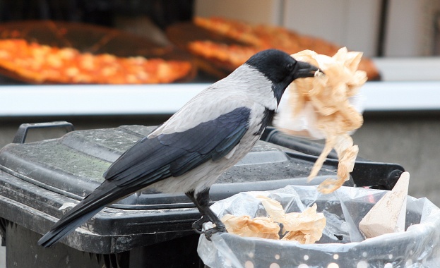 Спасиха пет защитени птици в Бургас