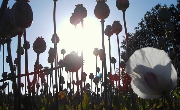 Благодарение на наши спецполицаи и митничари е разбит канал за дрога до Япония  