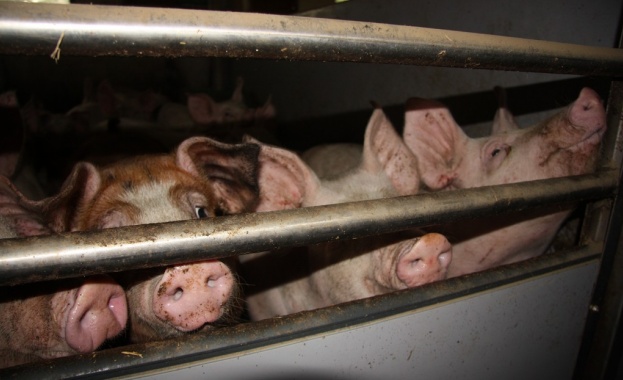 Откраднаха 180 килограмово прасе 